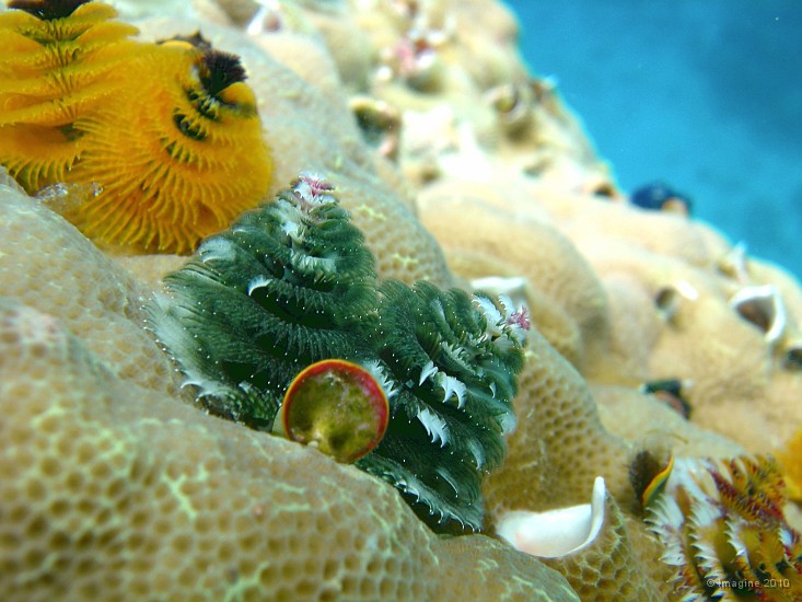 74- Spirobranchus giganteus vert- blanc-rose - Kouare.JPG